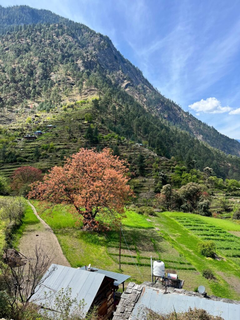 Tirthan Valley Automn
